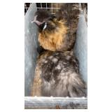 pair of silkie