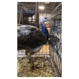 black shoulder peacock