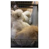 pair of silkies