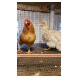 bantam chicken