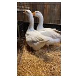 pair white embden geese