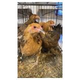 brahma pullets
