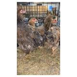 brahma pullets
