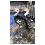 muscovy duck