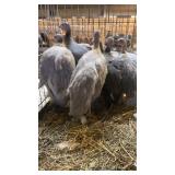 Guineas