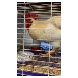 Rooster Leghorn - 6 months