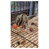 Female sugar glider (handable)