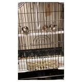 society finches and cage