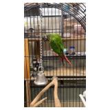 young green cheek conur and cage