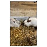 New Zeland breeding pair of rabbits