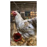 splash Brahma Rooster