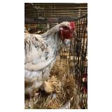 splash brahma rooster