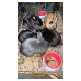 mix rabbits