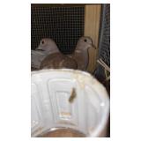 pair of tangerine doves