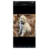 Standard poodle male born July 14, 2024