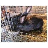 4 month old continetal buck