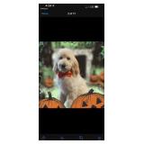 Standard  male poodle puppy born July 14, 2024