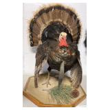 strutting turkey mount
