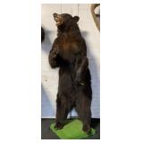 5 ft 3in standing black bear has some minor issues