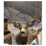 mule deer 10 point buck