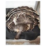6 turkey feathers