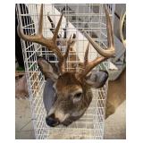 white tail 8 point buck