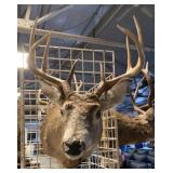 8 point white tail buck