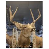 9 point mule deer buck