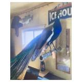Peacock mount