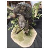 Snapping Turtle mount