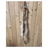 Coyote Hide