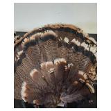 6 turkey feathers