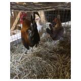 old english game birds