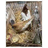 saddle muff tumbler pigeons