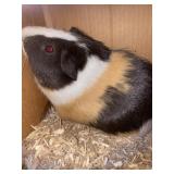 Guinea Pig Male