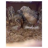 Quail