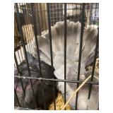 pair of fantail pigeons