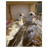 pair of pied doves