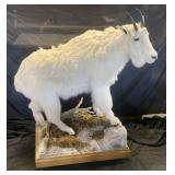 Mountain goat mount