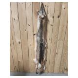 Coyote Hide