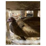 chocolate turkey pullet