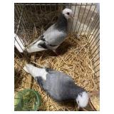 bald head roller pigeons