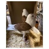 vorburg powder pigeons