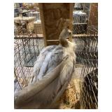 black shoulder peahen - 3 years old