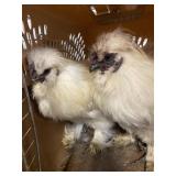 pinto silkie roosters