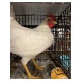 white leghorn male
