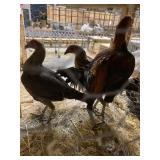 trio bb red modern game