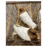 dark winged angel pigeons