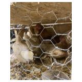 red pyle old english