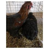silkie cochin bantam roosters